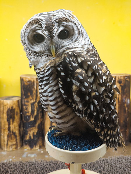 「真夜中のいきもの展」のアカアシモリフクロウ/サンシャイン水族館(東京都/豊島区)