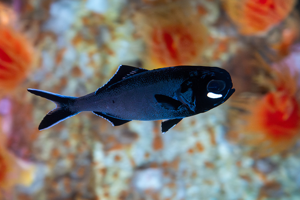 ヒカリキンメダイ/「真夜中のいきもの展」/サンシャイン水族館(東京都/豊島区)