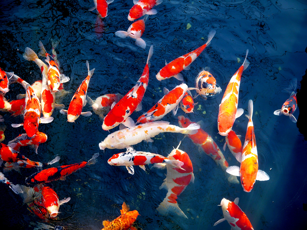 コイ(イメージ)