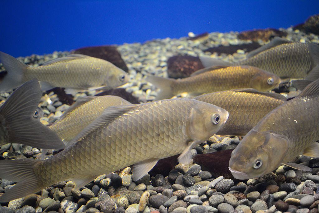 フナ(イメージ)