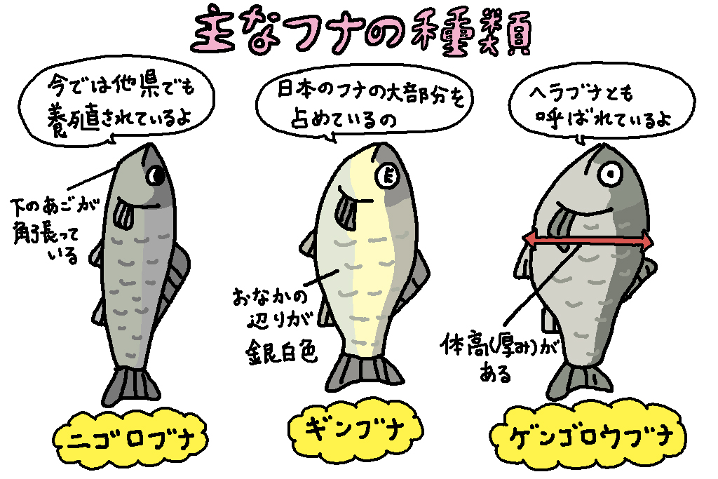 主なフナの種類/滋賀県の特産品「フナ」
