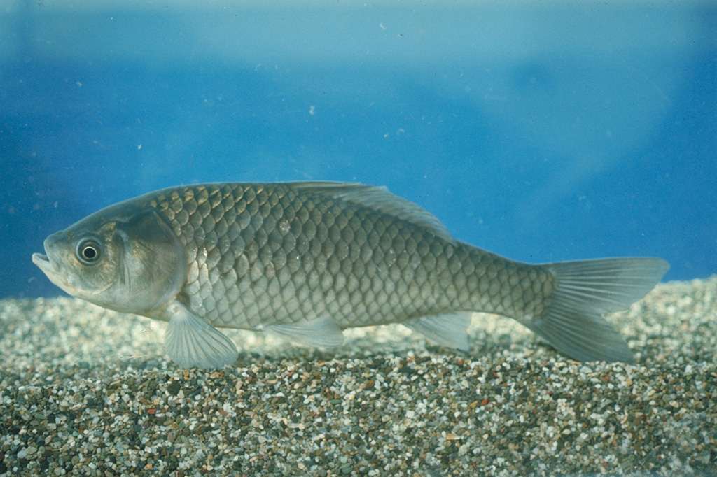 滋賀県立琵琶湖博物館のフナ(滋賀県/草津市)