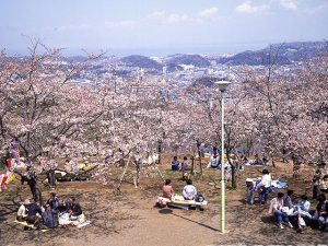 神奈川県で桜・お花見がおすすめの大型公園（2025）子ども連れで桜散歩！