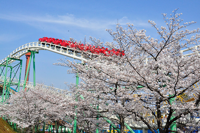 「レッドファルコン」とソメイヨシノ/ひらかたパーク(大阪府/枚方市)