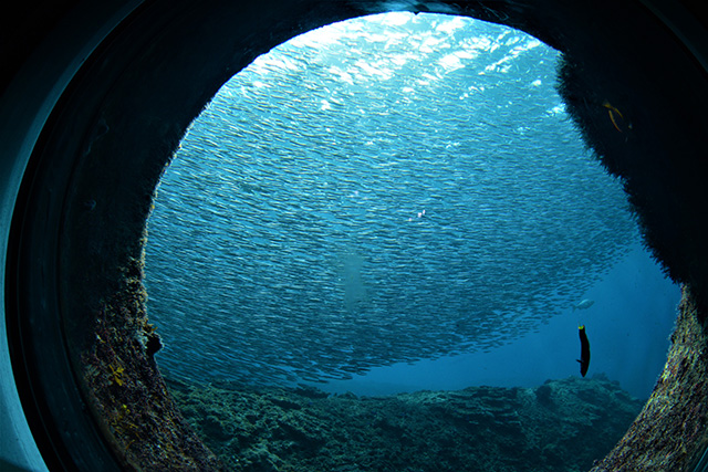 直径60cmの丸窓/海中天然ミュージアム 足摺海底館(高知県/土佐清水市)