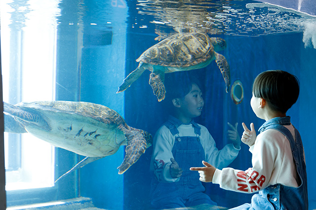ウミガメの展示コーナー/高知県立足摺海洋館SATOUMI(高知県/土佐清水市)