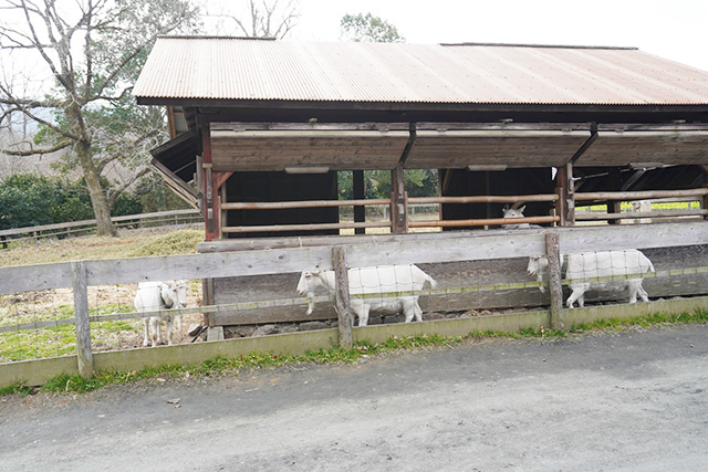 ヤギ放牧地/叶 匠壽庵 寿長生の郷（滋賀県/大津市）
