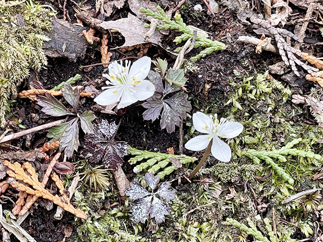 取材時に咲いていた「バイカオウレン」/叶 匠壽庵 寿長生の郷（滋賀県/大津市）