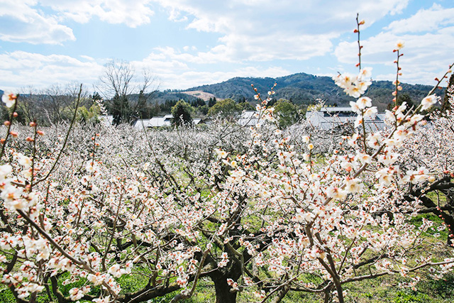 梅まつり/叶 匠壽庵 寿長生の郷（滋賀県/大津市）