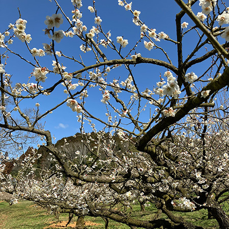 梅まつり/叶 匠壽庵 寿長生の郷（滋賀県/大津市）