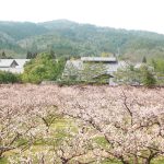 叶 匠壽庵 寿長生の郷（大津市）で里山の自然と和菓子を満喫！梅まつりや梅狩りも
