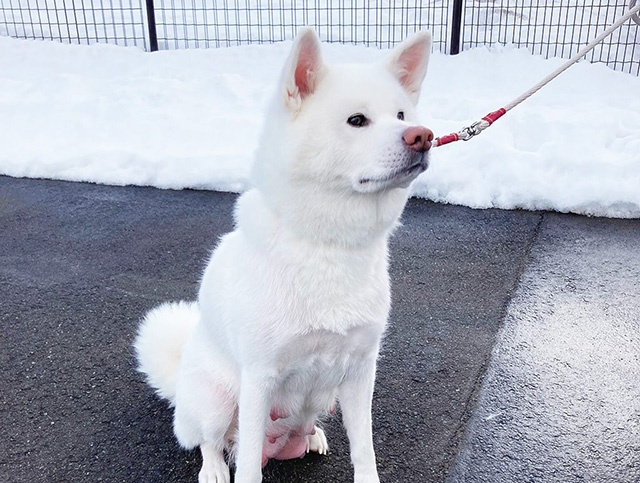 秋田犬/道の駅 おが なまはげの里 オガーレ(秋田県/男鹿市)