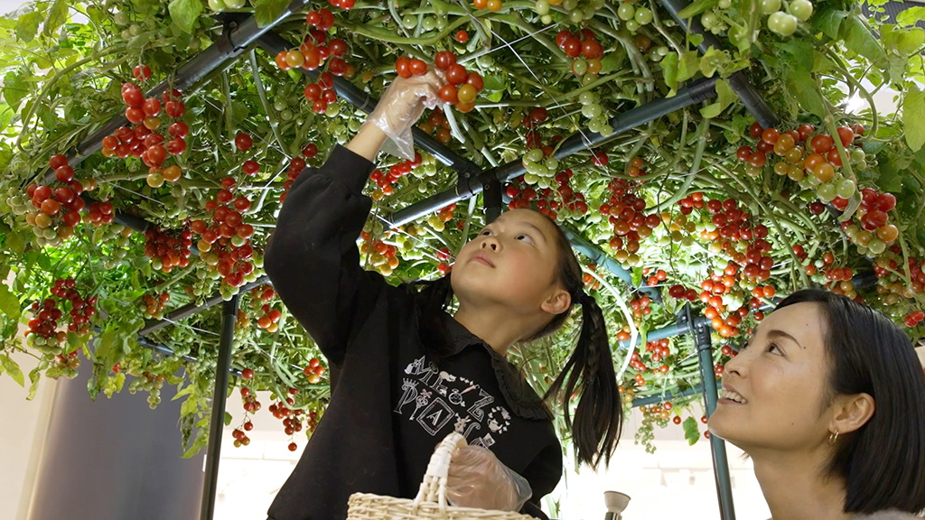 トマトの無料収穫体験/不思議の畑とトマトの樹(福岡県/粕屋町)