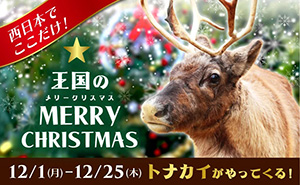 王国のMERYY CHRISTMAS(兵庫県/神戸市)