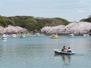 兵庫県で桜・お花見がおすすめの大型公園（2026）子ども連れで桜散歩！