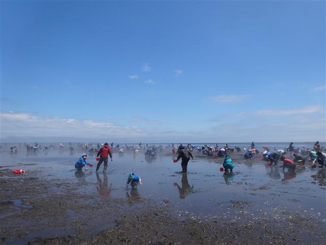 尾岱沼 潮干狩りフェスティバル（北海道／野付郡別海町）