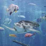 雨でもおすすめ！「箱根園」は水族館、動物園など盛りだくさん