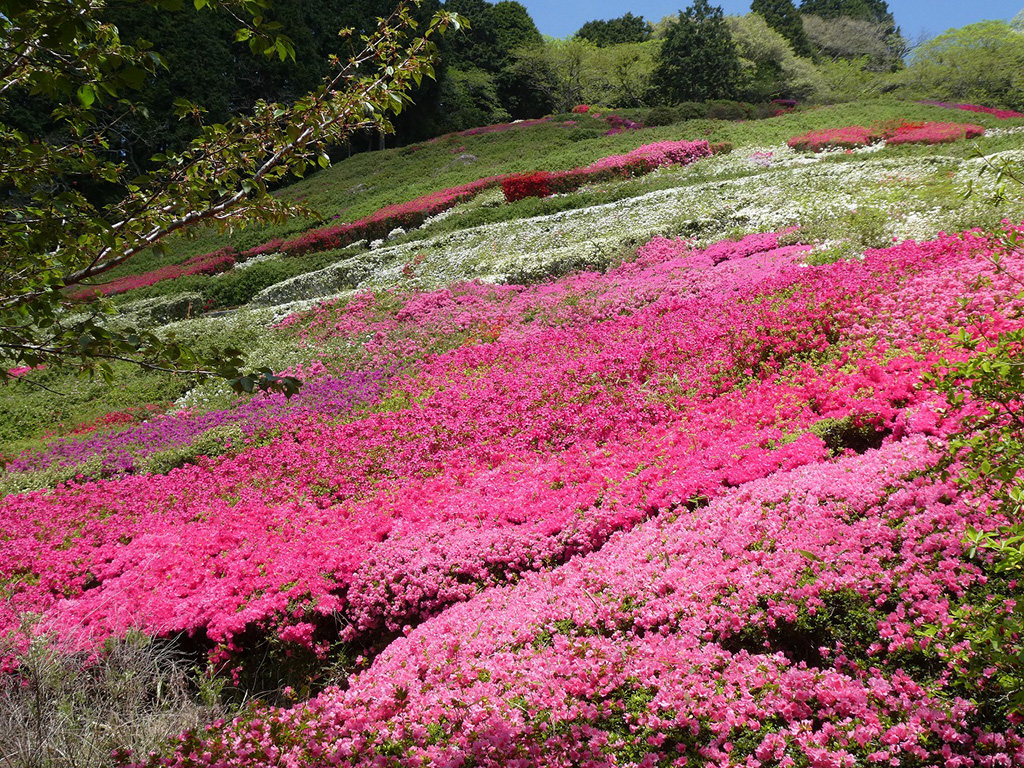園内の「ツツジ園」/つつじ・こいのぼりまつり（静岡県/熱海市）