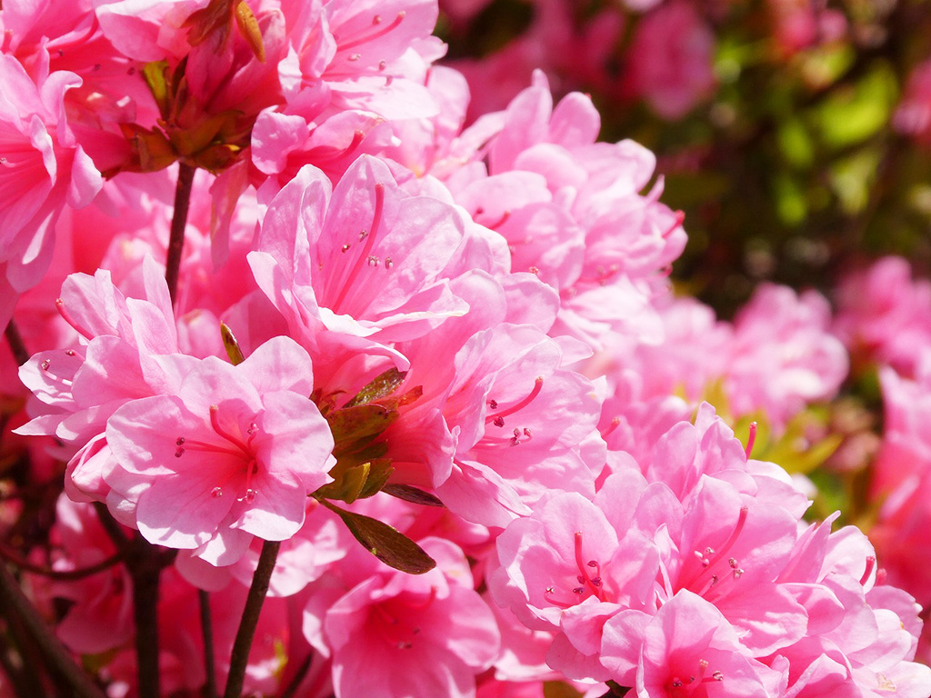 つつじ・こいのぼりまつり（静岡県/熱海市）