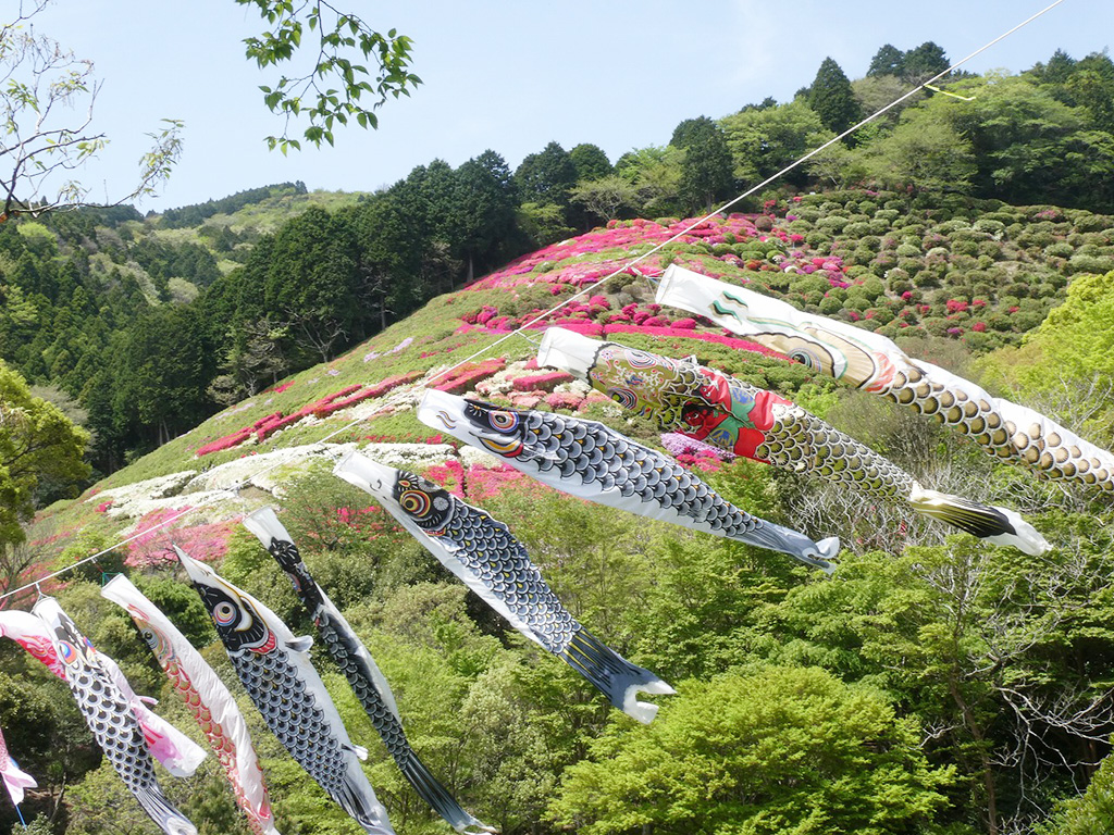 合計約160匹のこいのぼりとツツジが競演/つつじ・こいのぼりまつり（静岡県/熱海市）