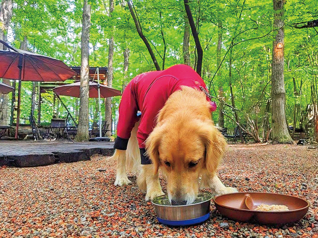 カフェ利用者はワンちゃんご飯が無料/ジャイロライドパーク（栃木県/那須塩原市）