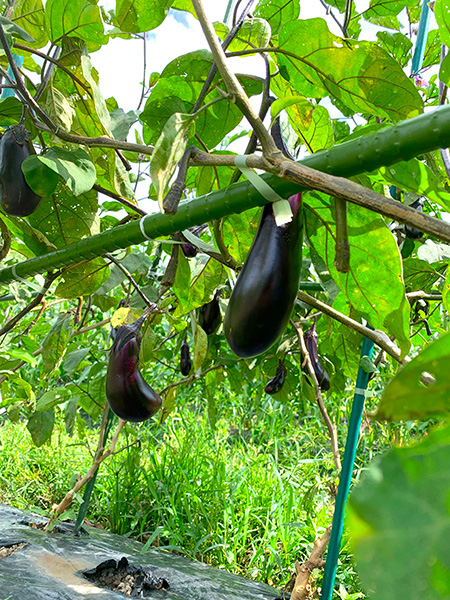 ベジ彩ファーム（大阪府╱高槻市）