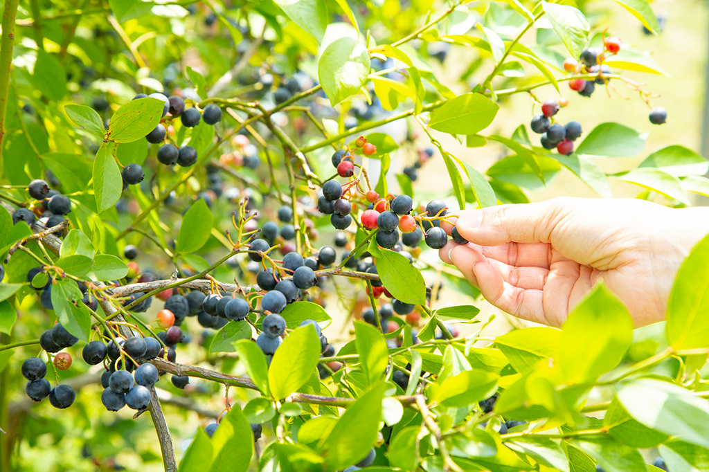 ブルーベリー(イメージ)