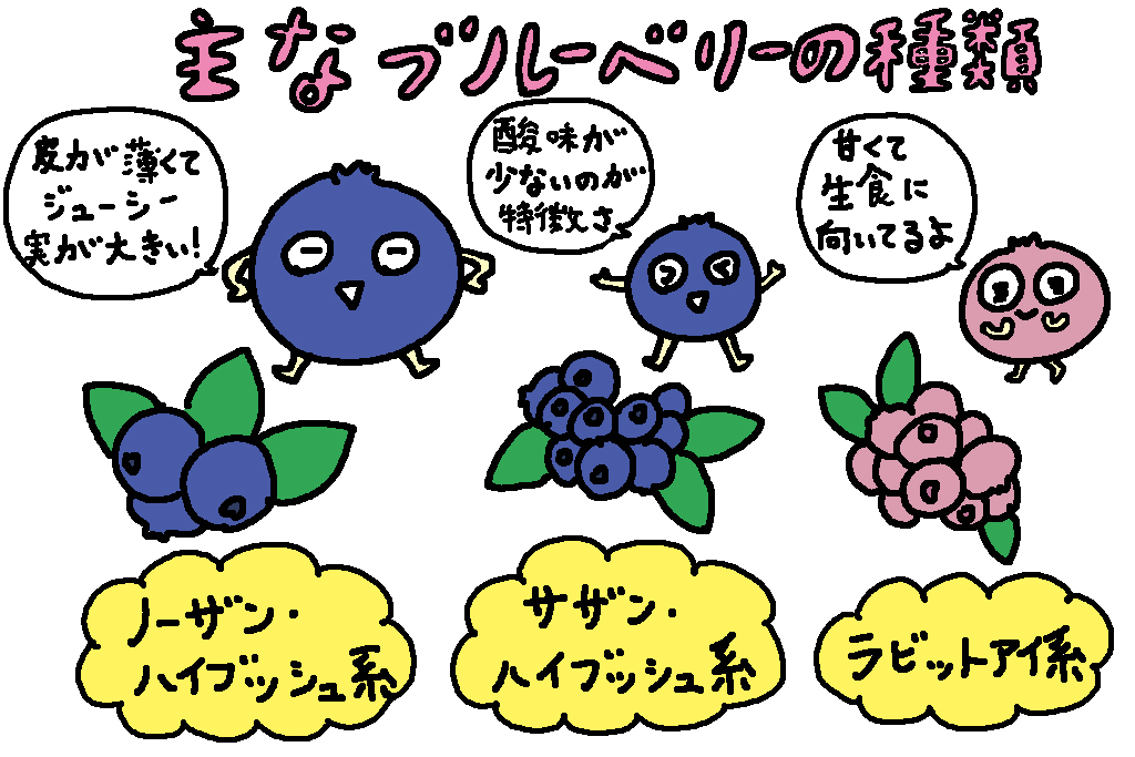 主なブリーベリーの種類/東京都の特産品「ブルーベリー」