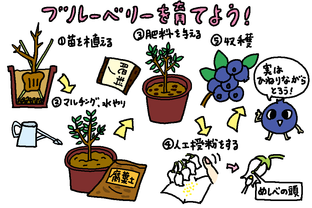 ブルーベリーを育てよう/東京都の特産品「ブルーベリー」