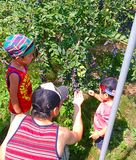 島村ブルーベリー園(東京都╱小平市)