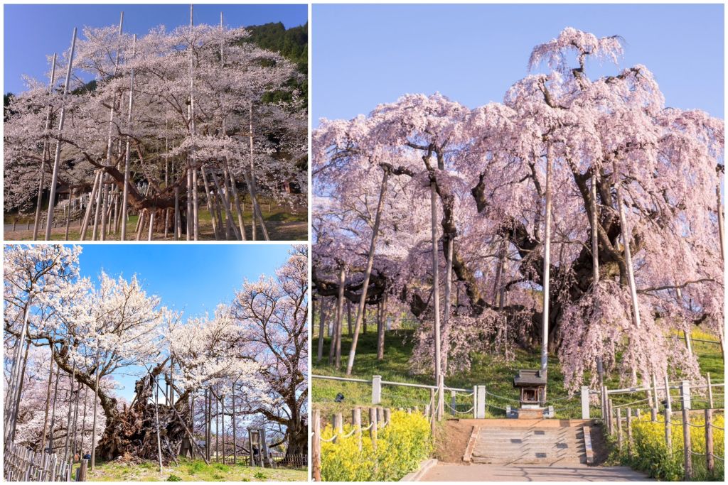 日本三大桜
