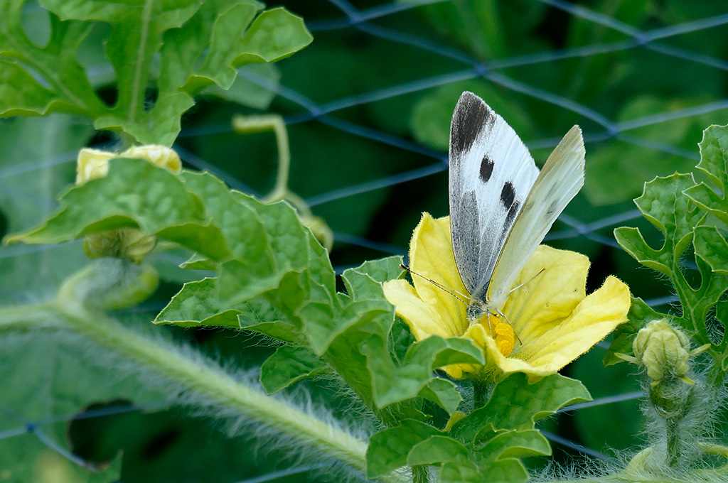 スイカの花にとまるモンシロチョウ