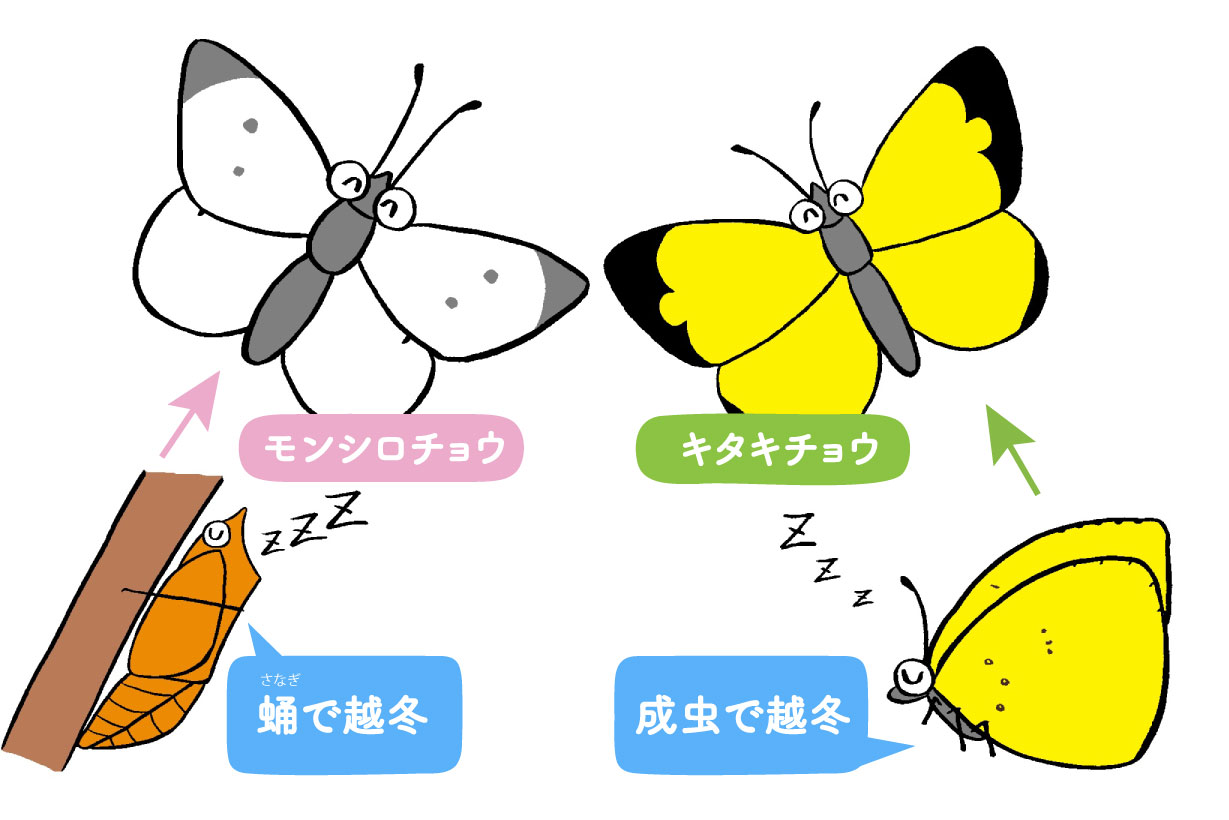 春にいるチョウ