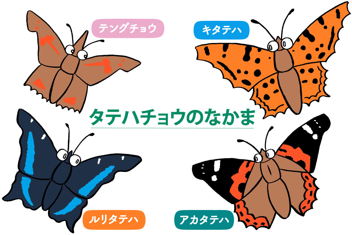 タテハチョウの仲間