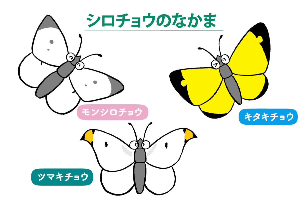 シロチョウの仲間