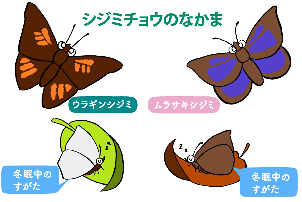 シジミチョウの仲間