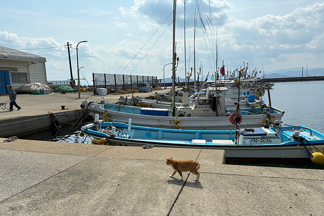 島にいる地域猫/ポケマルおやこ地方留学（福岡県/古賀市）