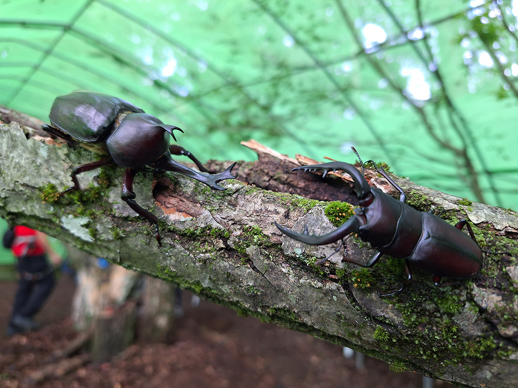 発見と体験がいっぱい。カブトムシ＆クワガタの世界（静岡県/三島市）