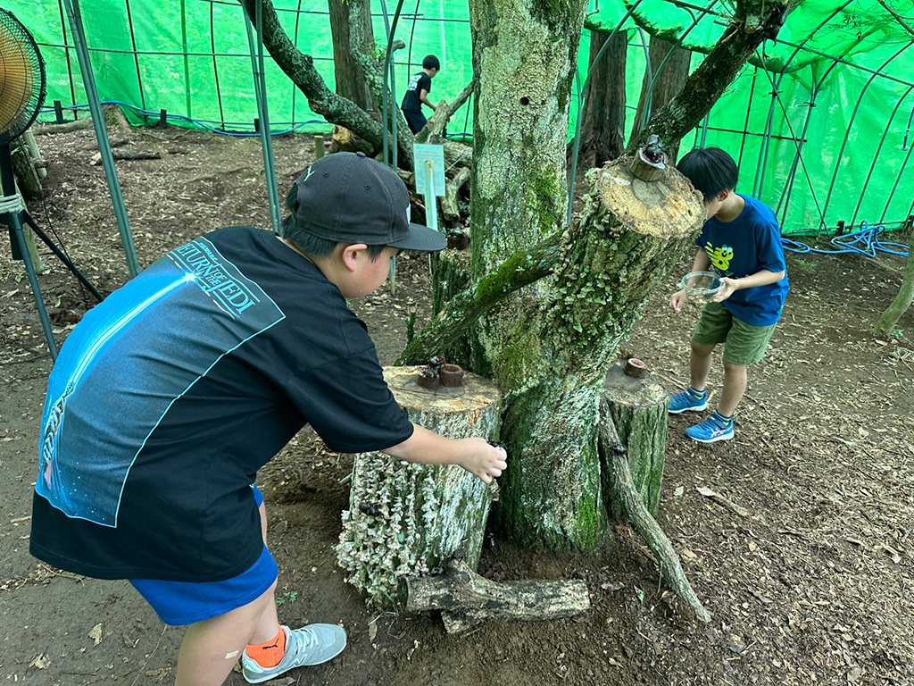 カブトムシ採集体験/発見と体験がいっぱい。カブトムシ＆クワガタの世界（静岡県/三島市）