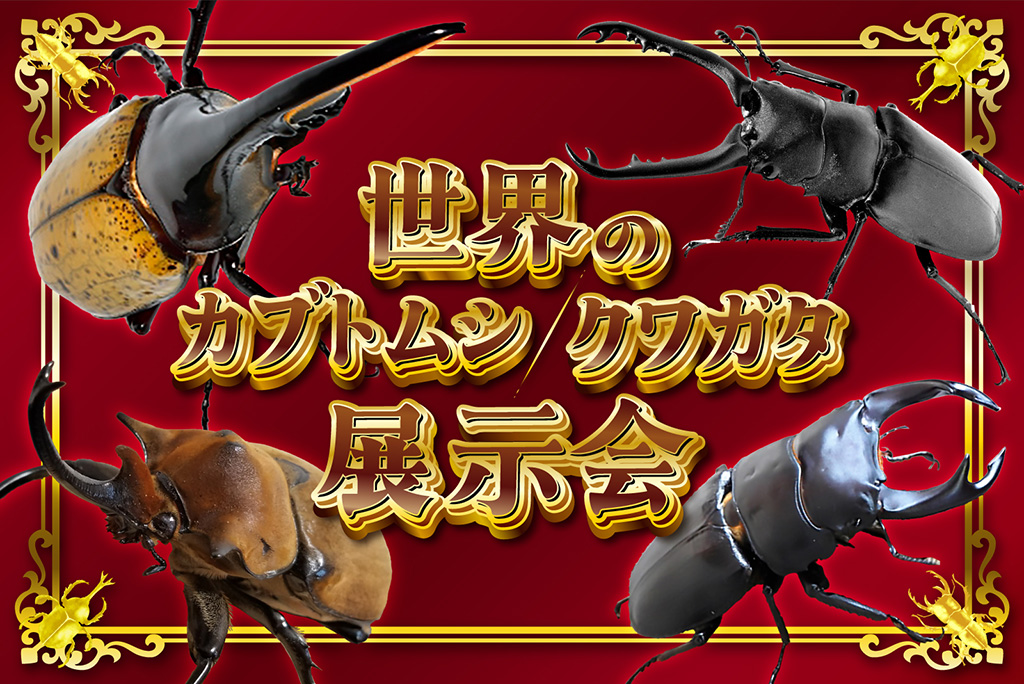 世界のカブトムシ・クワガタ展示会/発見と体験がいっぱい。カブトムシ＆クワガタの世界（静岡県/三島市）