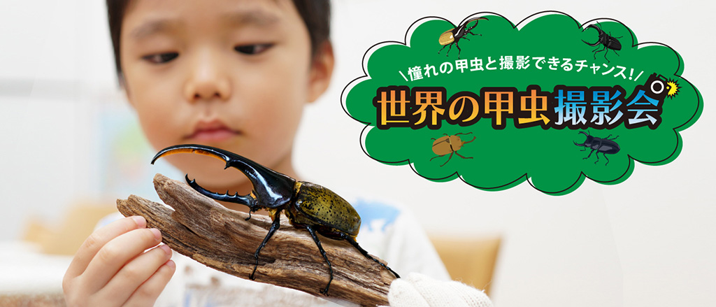 世界の甲虫撮影会/発見と体験がいっぱい。カブトムシ＆クワガタの世界（静岡県/三島市）
