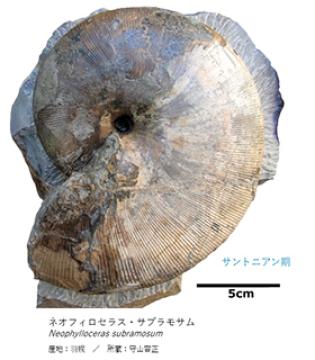 ネオフィロセラス・サブラモサム/企画展「くらべてわかる!アンモナイト」(兵庫県/姫路市)