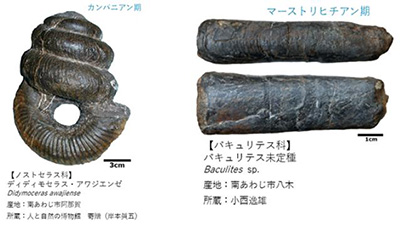 アンモナイトの化石/企画展「くらべてわかる!アンモナイト」(兵庫県/姫路市)