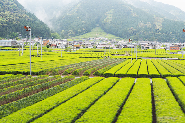 トーマス号からの車窓/大井川鐵道「きかんしゃトーマス号」2025