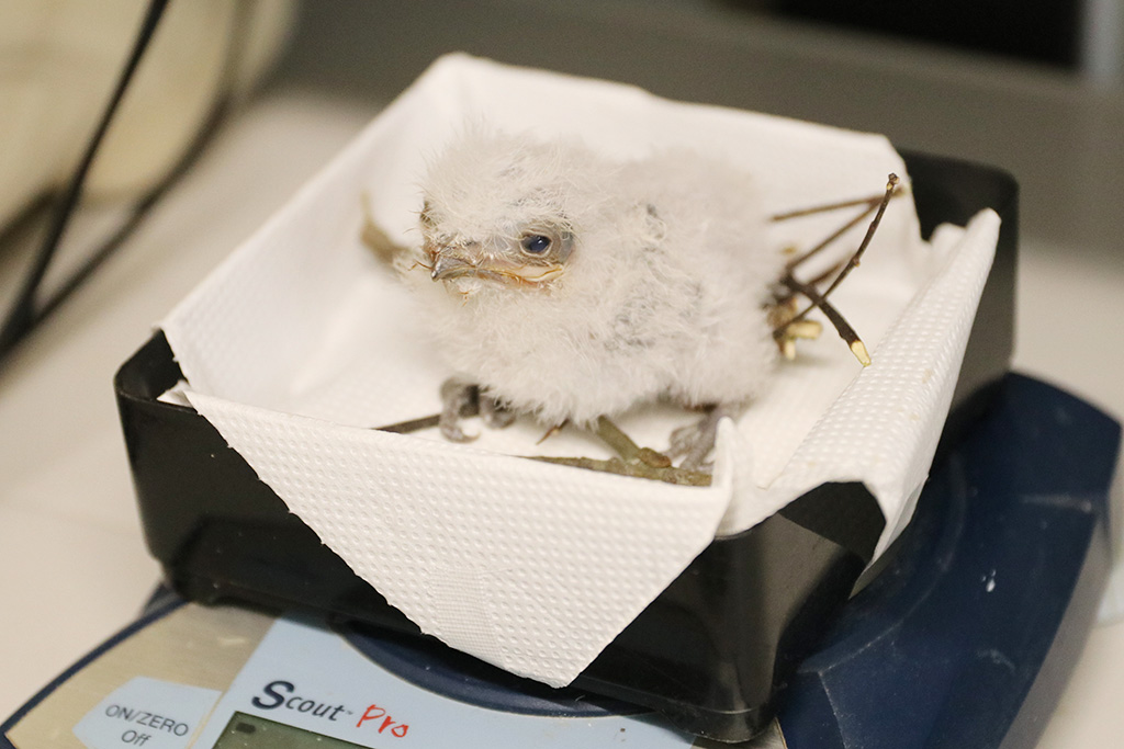 オーストラリアガマグチヨタカの赤ちゃん/神戸どうぶつ王国（兵庫県/神戸市）