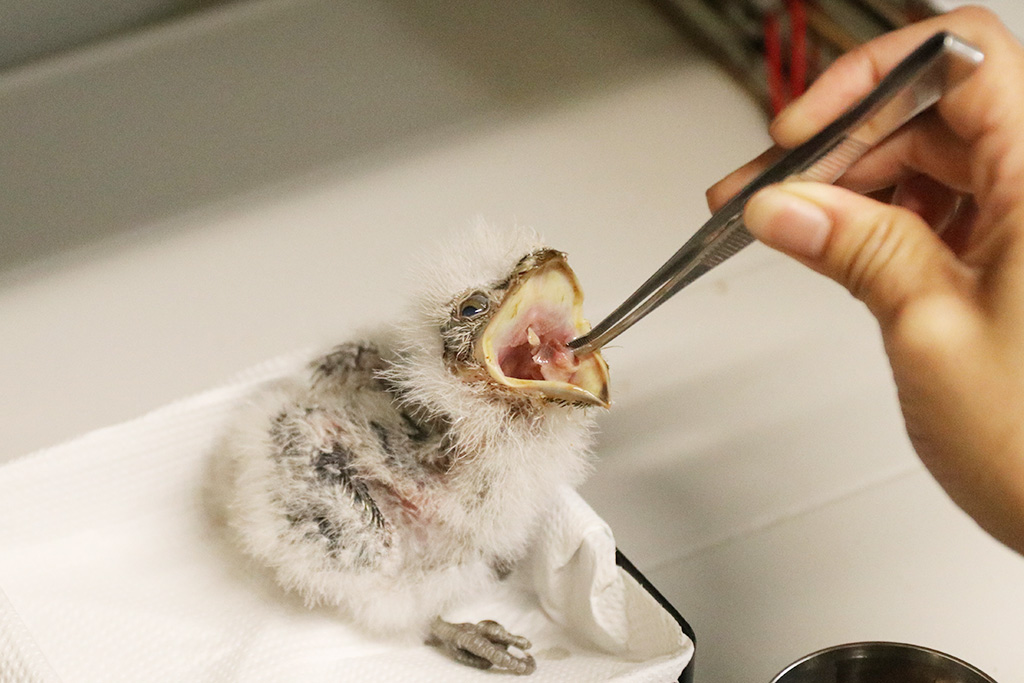 オーストラリアガマグチヨタカの赤ちゃん/神戸どうぶつ王国（兵庫県/神戸市）