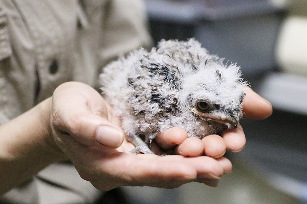 オーストラリアガマグチヨタカの赤ちゃん/神戸どうぶつ王国（兵庫県/神戸市）
