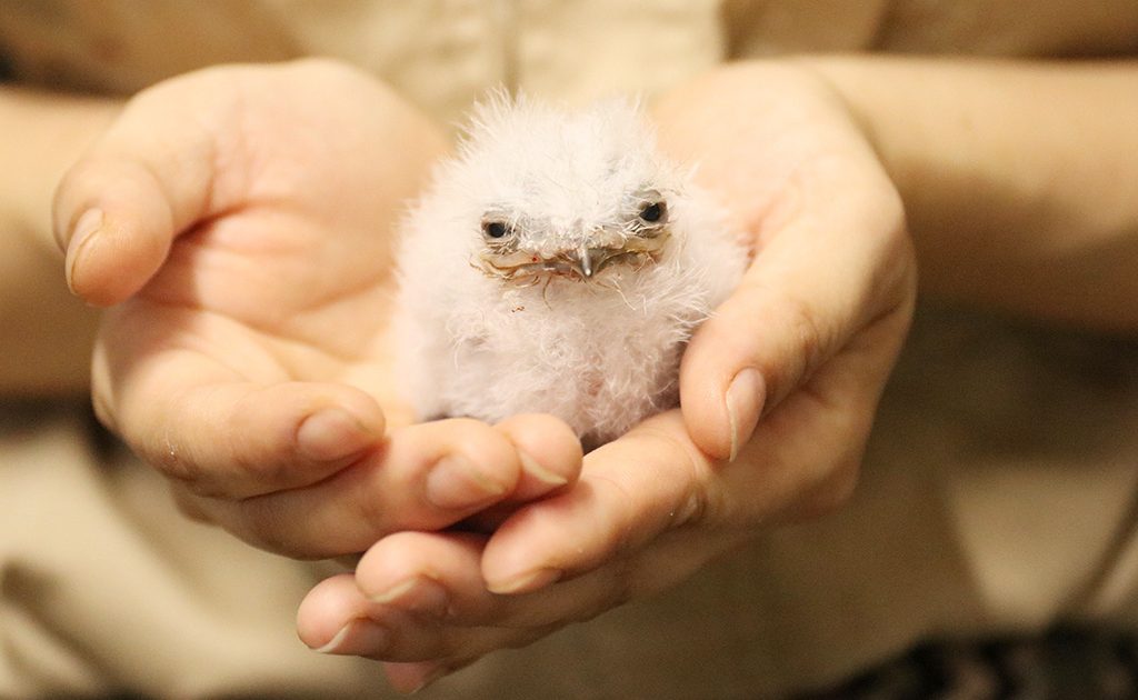 神戸どうぶつ王国にオーストラリアガマグチヨタカの赤ちゃんが誕生！5