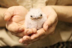 神戸どうぶつ王国にオーストラリアガマグチヨタカの赤ちゃんが誕生！5/19から公開　