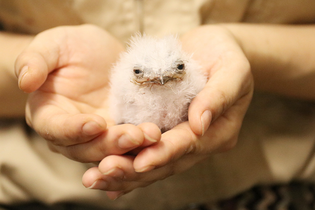 オーストラリアガマグチヨタカの赤ちゃん/神戸どうぶつ王国（兵庫県/神戸市）